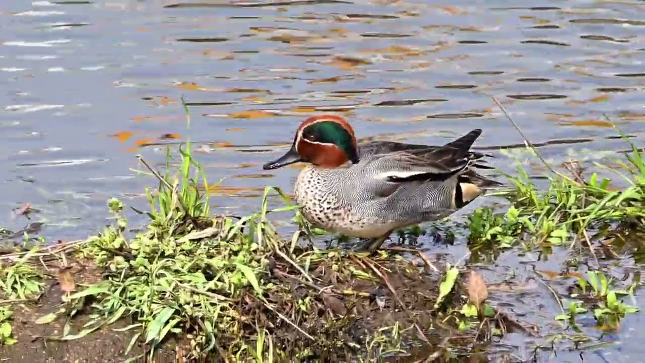 2026年3月7日加茂町！今日のカルガモ・マガモ・コガモ達