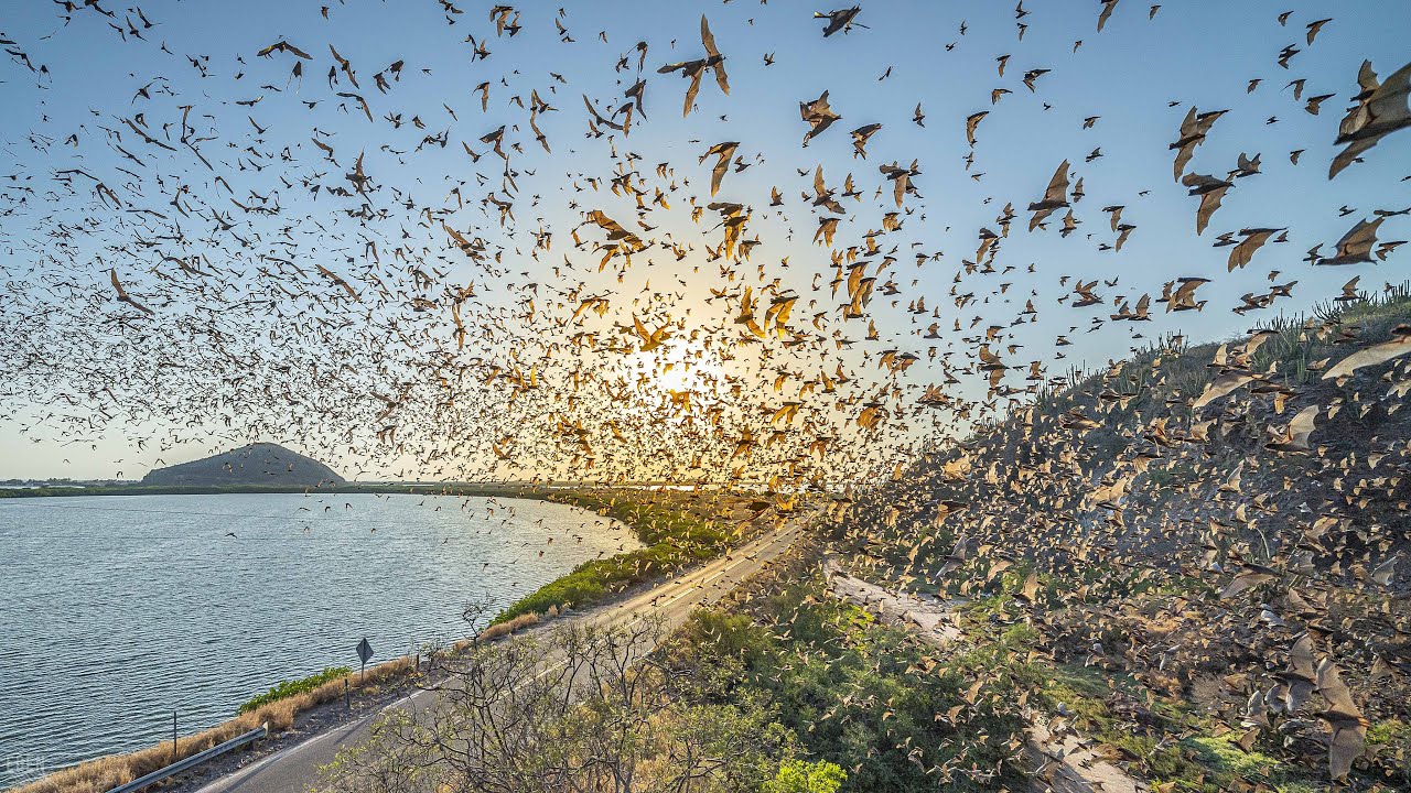 La Cueva de los Murciélagos, El Maviri, Topolobampo, Sinaloa.