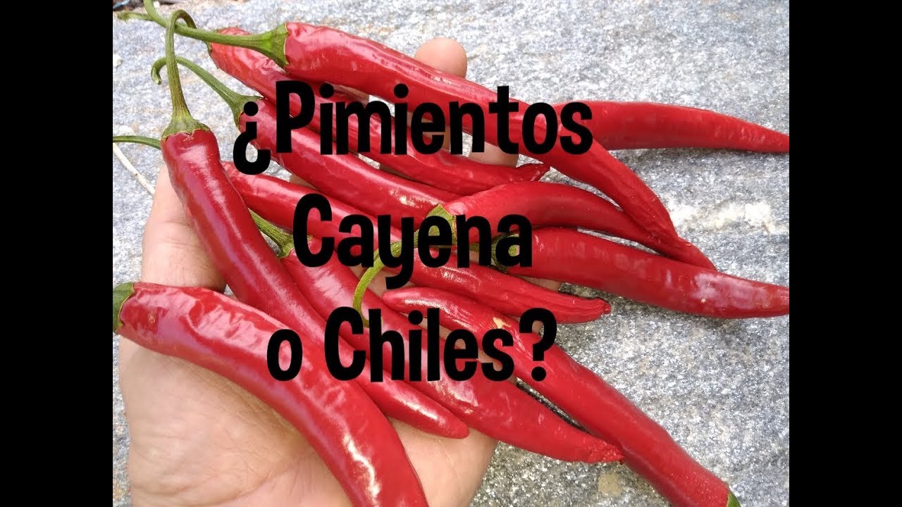 Pimientos PICANTES. Cayena o chiles.