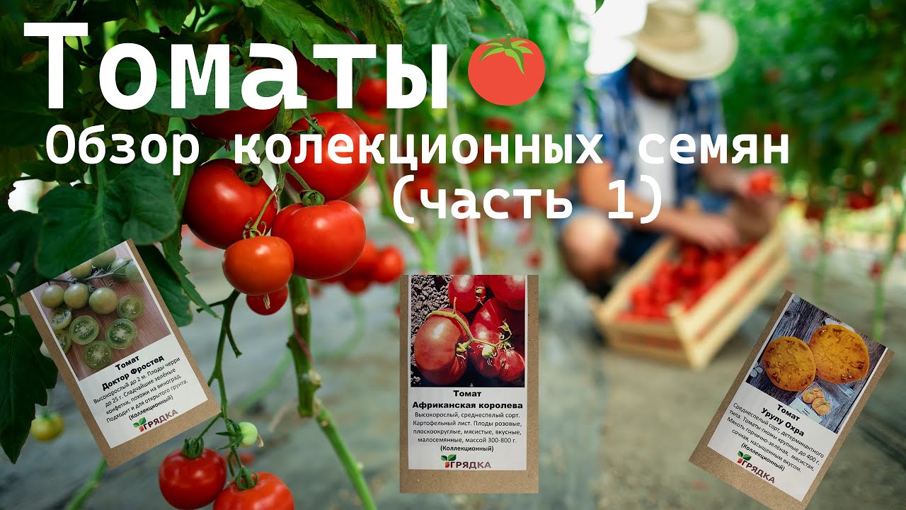 Томаты 🍅 Обзор коллекционных семян (Часть 1)