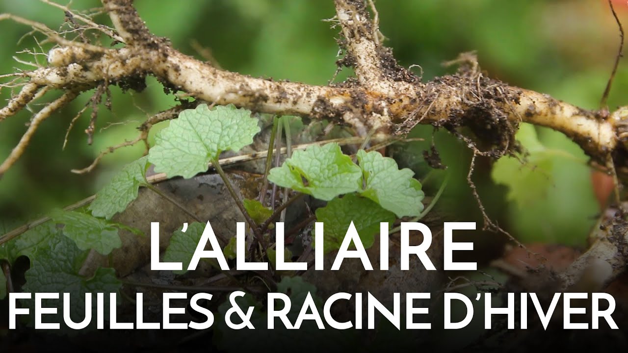 L'alliaire, racine sauvage en hiver !