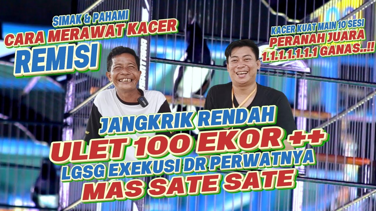 CARA MERAWAT KACER REMISI TERBARU 2025🔸JANGKRIK RENDAH ULET HONGKONG NYA 100 EKOR ++ DI LAPANGAN😱