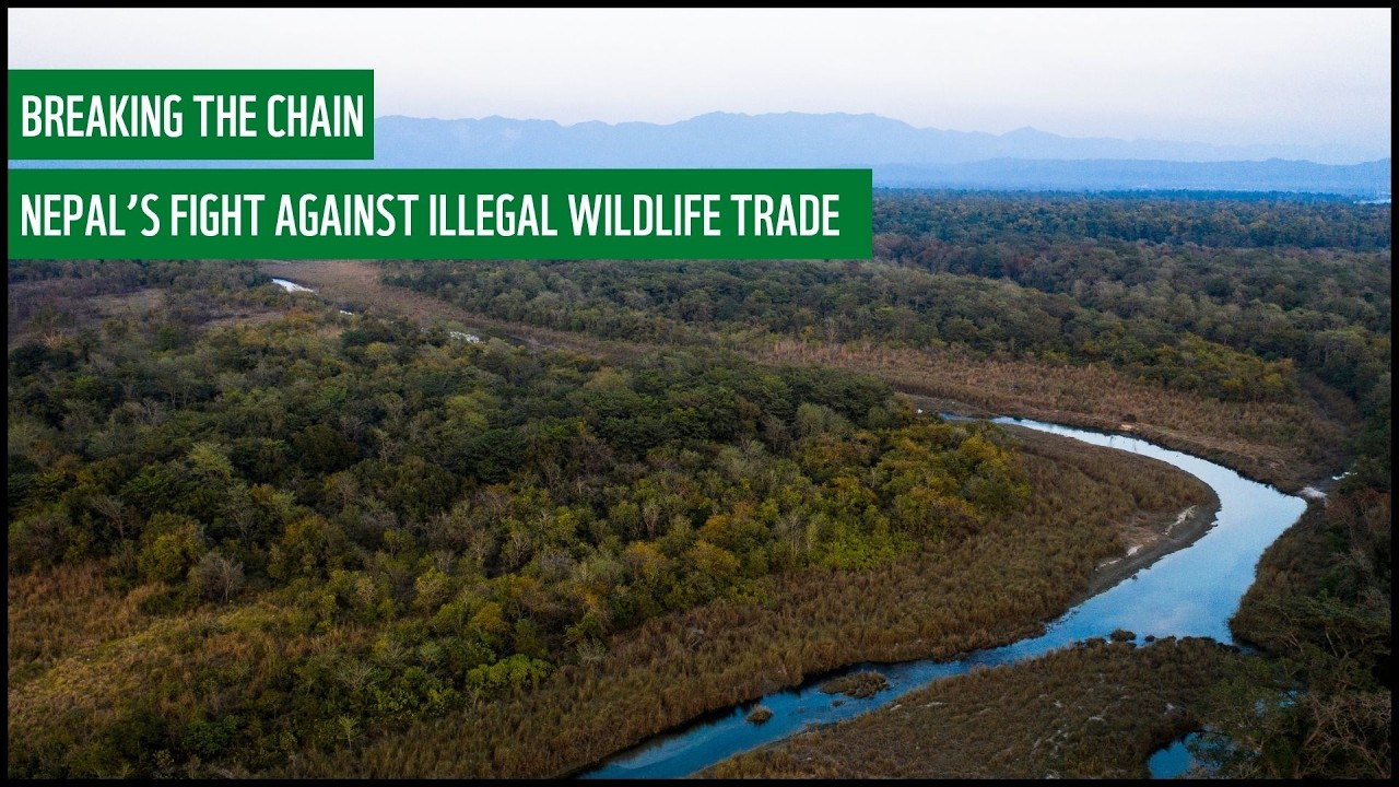 Breaking the Chain: Nepal&rsquo;s fight against illegal wildlife trade.