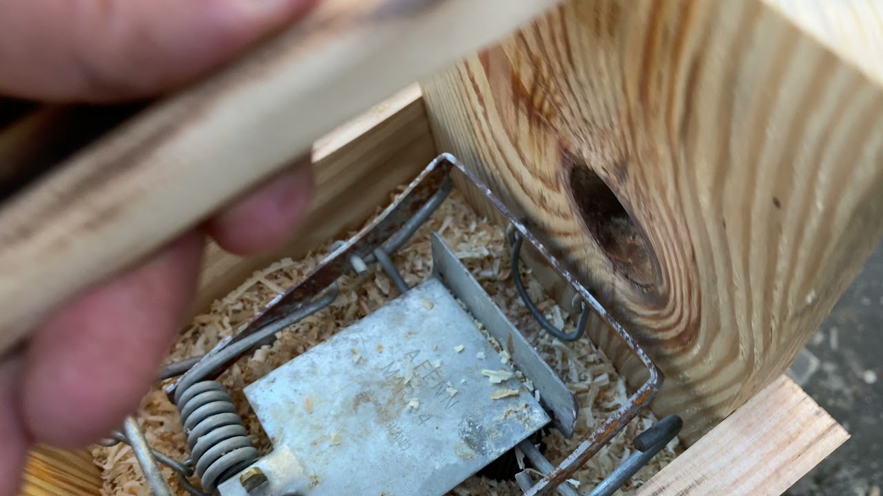 Fenn mark 4 trap box. Patkány testszorítós csapda védőbox.