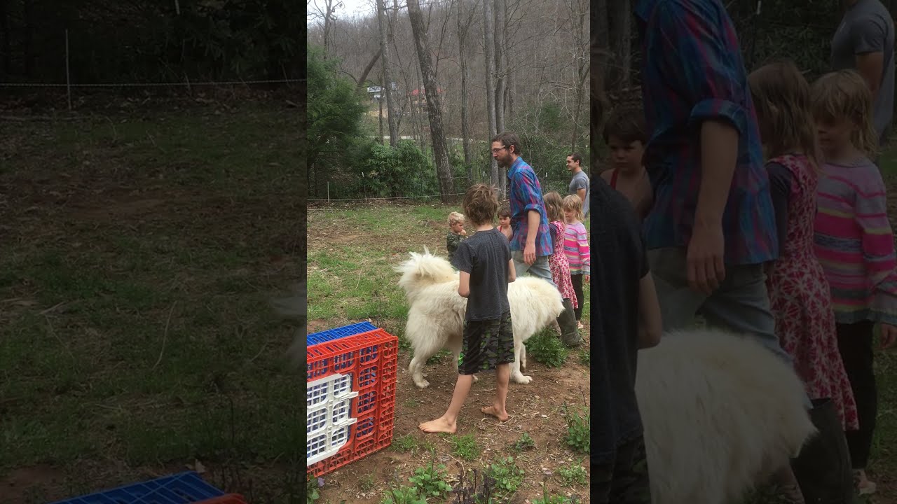 Chicken Wrangling at Earthaven Ecovillage