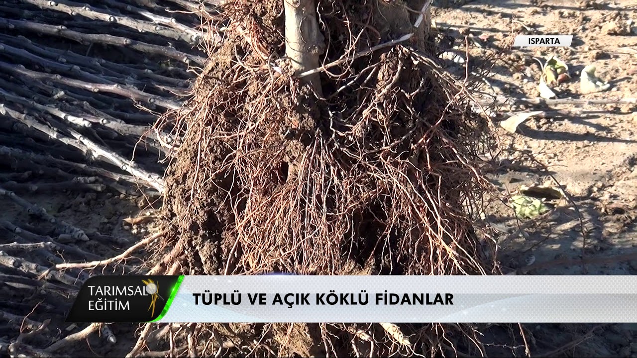 Tarımsal Eğitim - Fidan Dikiminden Önce Yapılacak İşlemler | Fidan Dikimi