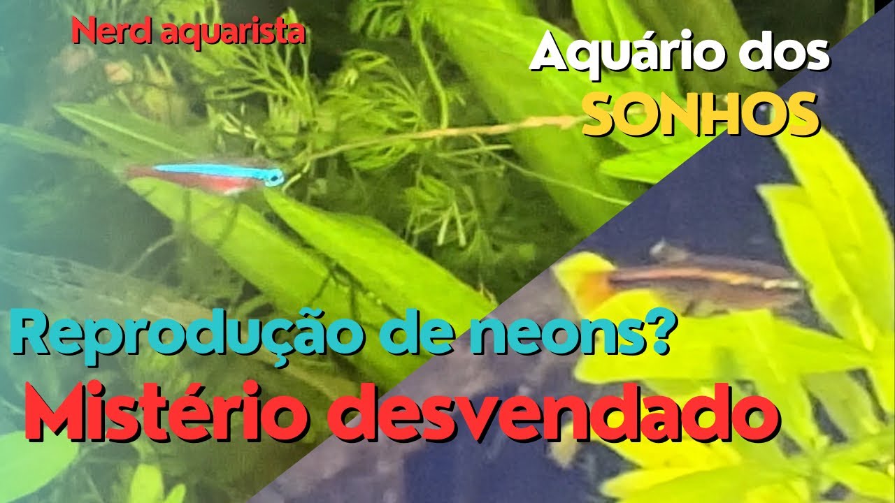 Desvendei o Mistério! Meus Filhotes São de Neon ou Tanictis?!