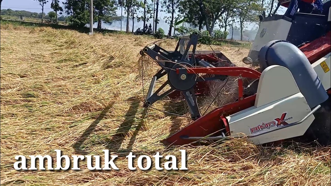 CARA MUDAH ATASI PANEN PADI AMBRUK TOTAL Remuk gaes