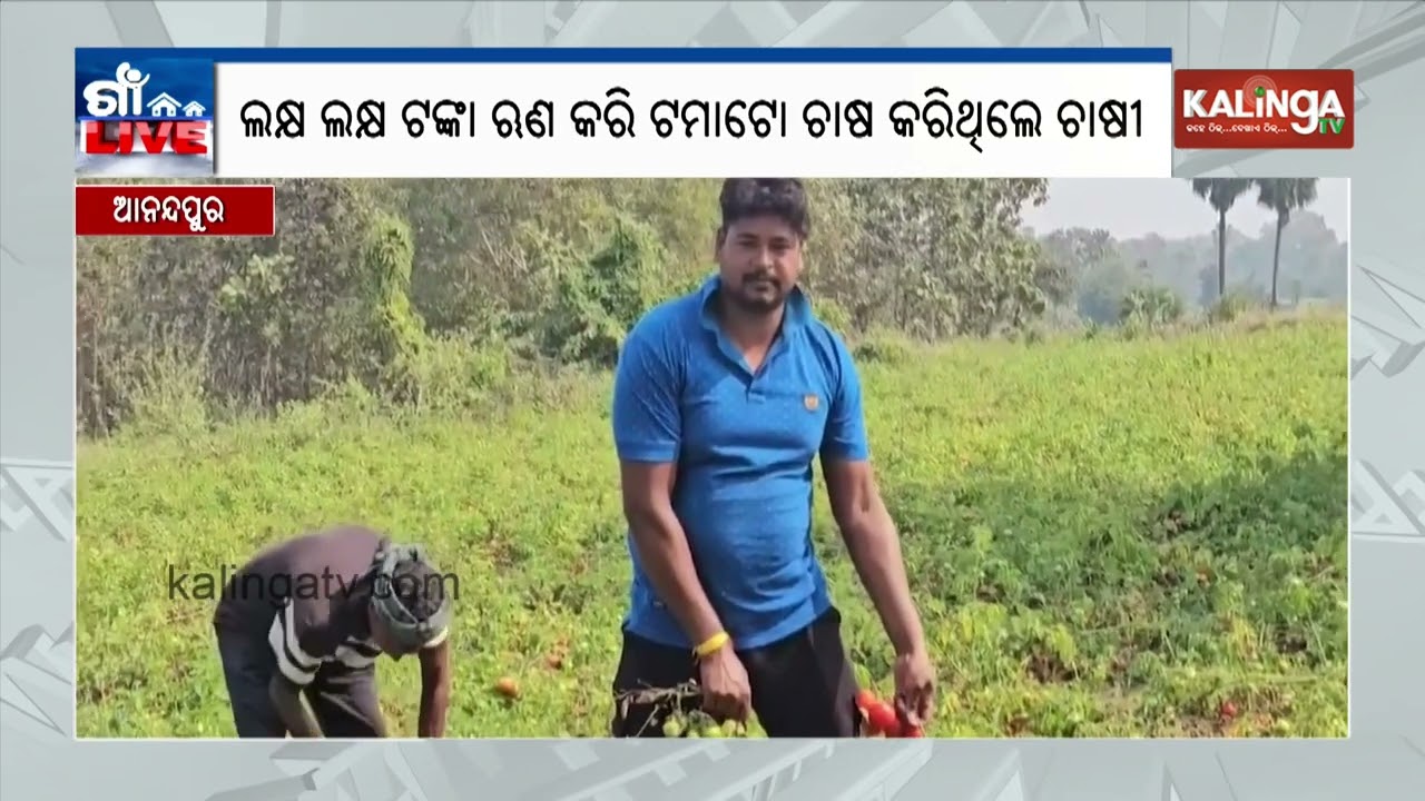 Good Harvest, Poor Returns: Keonjhar Farmers Sell Tomatoes at Throwaway Price | Kalinga TV