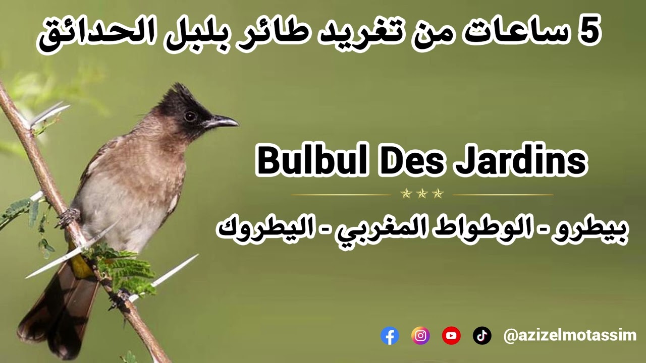 تغريد طائر بلبل الحدائق المعروف بيطرو - الوطواط المغربي - اليطروك Bulbul des jardins