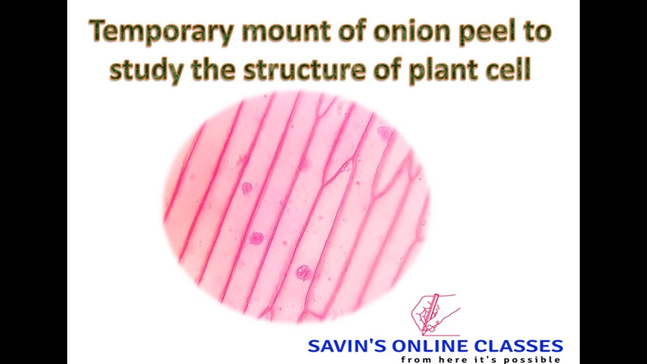 Temporary mount of onion peel to study the structure of plant cell
