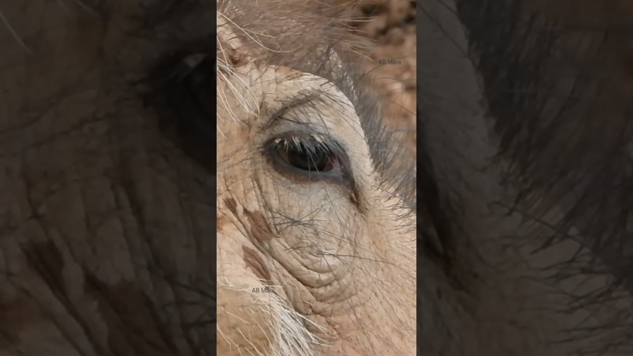 Warthog close up eye #wildanimal