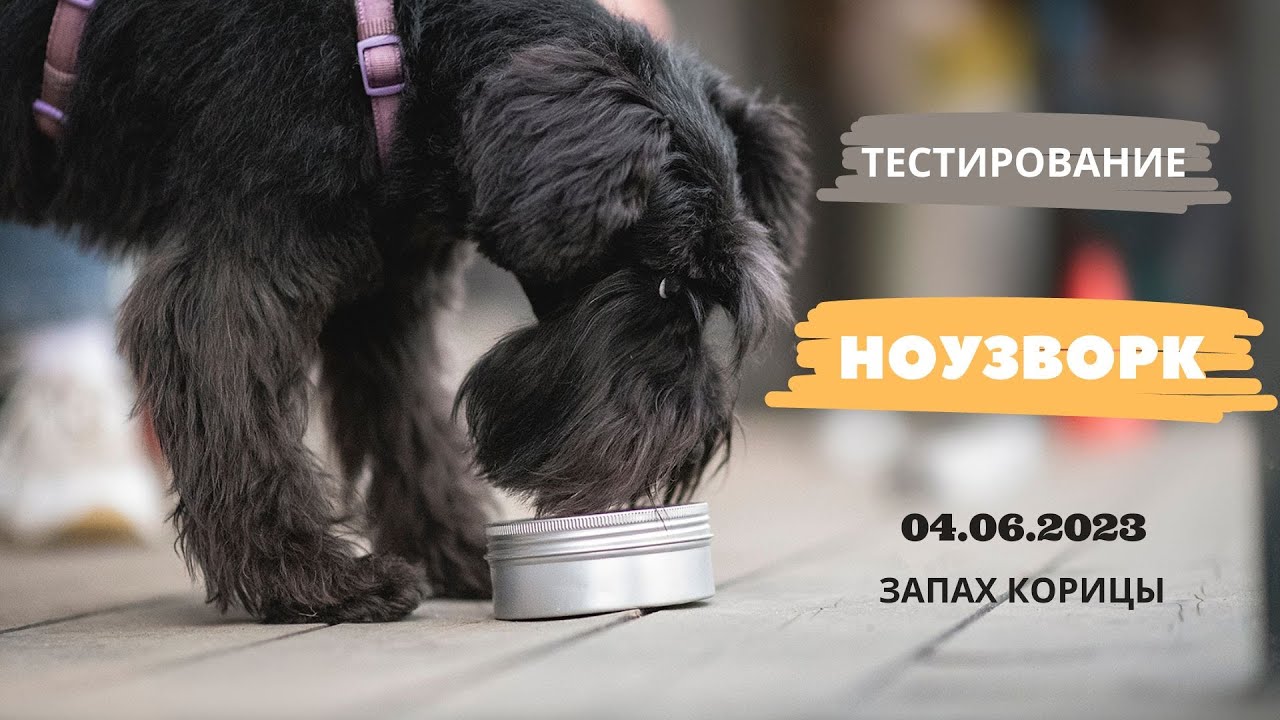 НОУЗВОРК тестирование на запах корицы 04.06.2023
