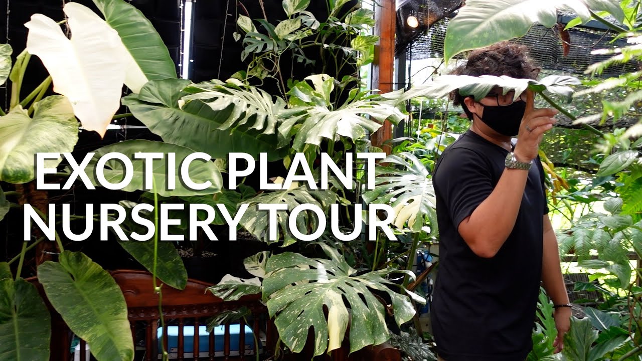 Plant Nursery Tour of Little Botany | Exotic plants & aroids collection (Singapore)