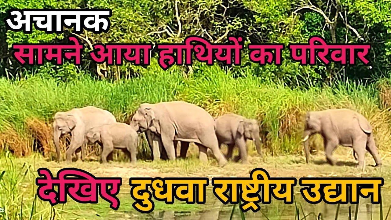 दुधवा राष्ट्रीय उद्यान ।। सामने आया हाथियों का झुंड।।जंगल सफारी  @DUDHWA TIGER RESERVE Lakhimpur U.P