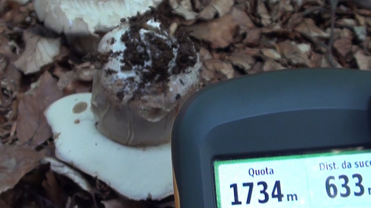 Porcini in alta quota - un video di diavolorosso -