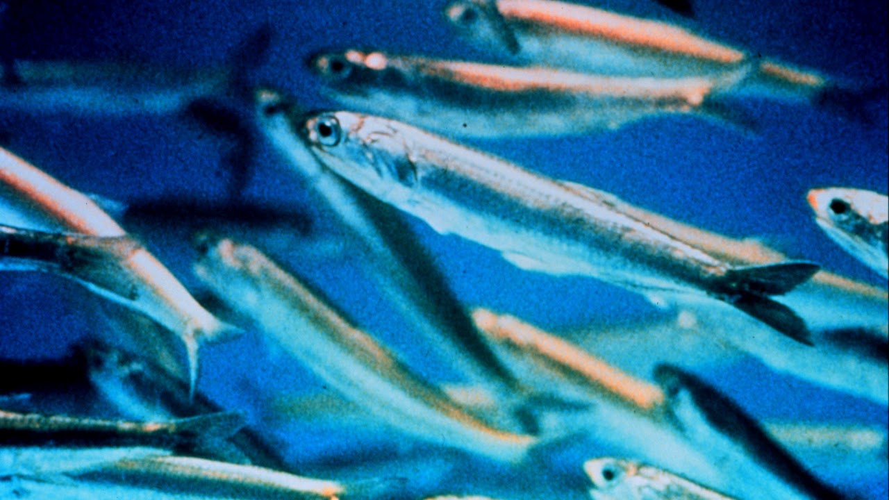Anchovy | Wikipedia audio article