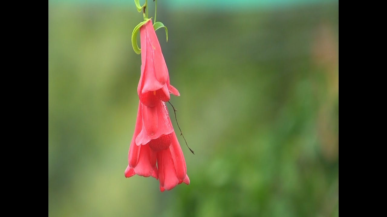 Flor del copihue: desde la Araucanía al mundo