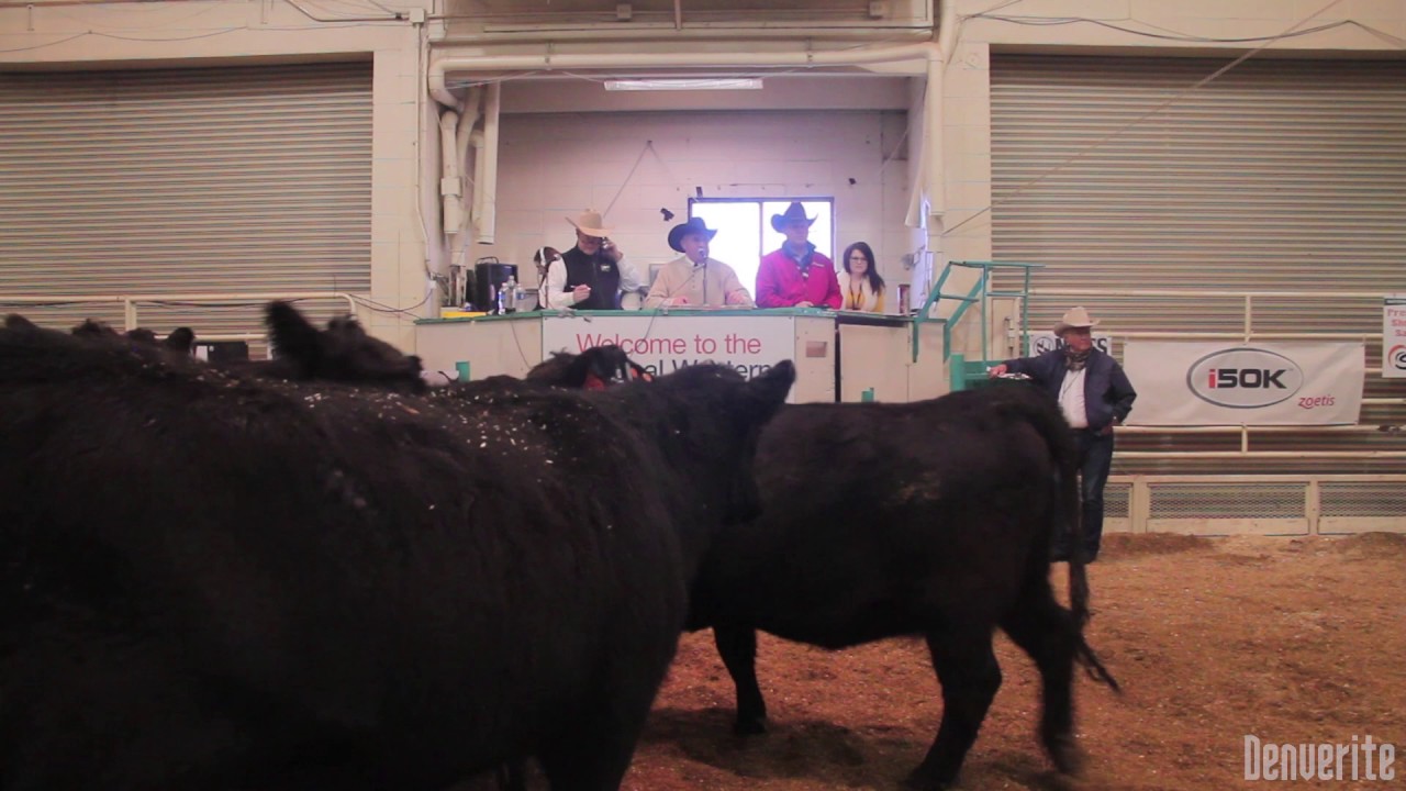 John Korrey calls an auction