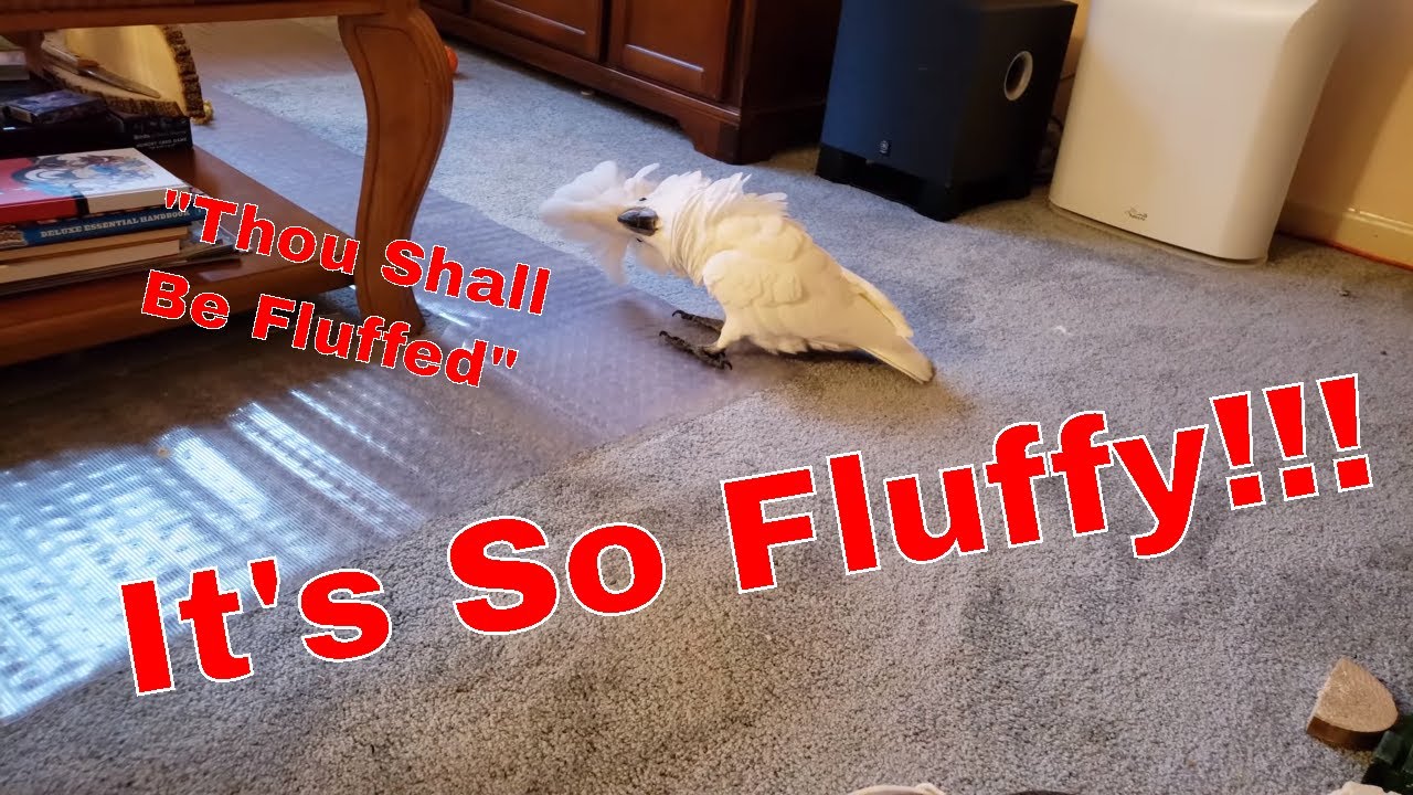 The Power Of Fluff Shall Compel You
