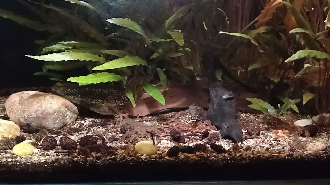 kolcobrzuch karłowaty. (carinotetraodon travancoricus)