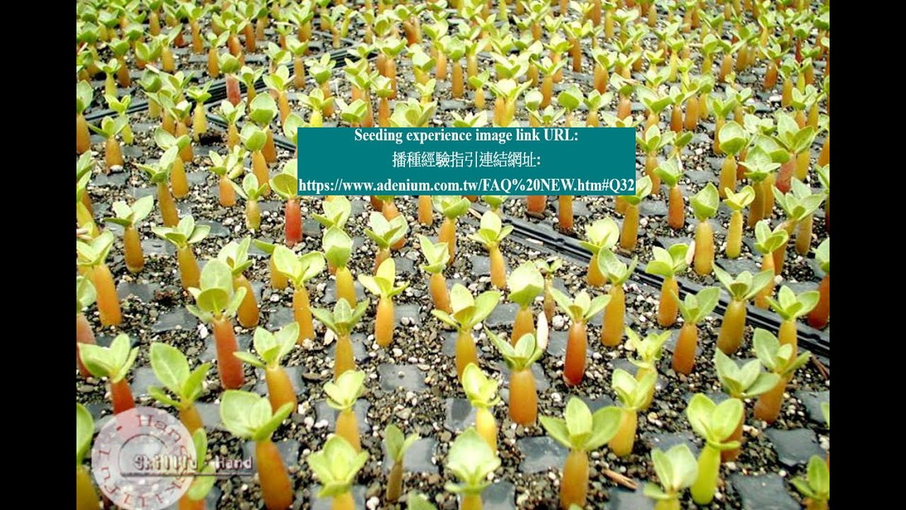 Adenium seed suppliers