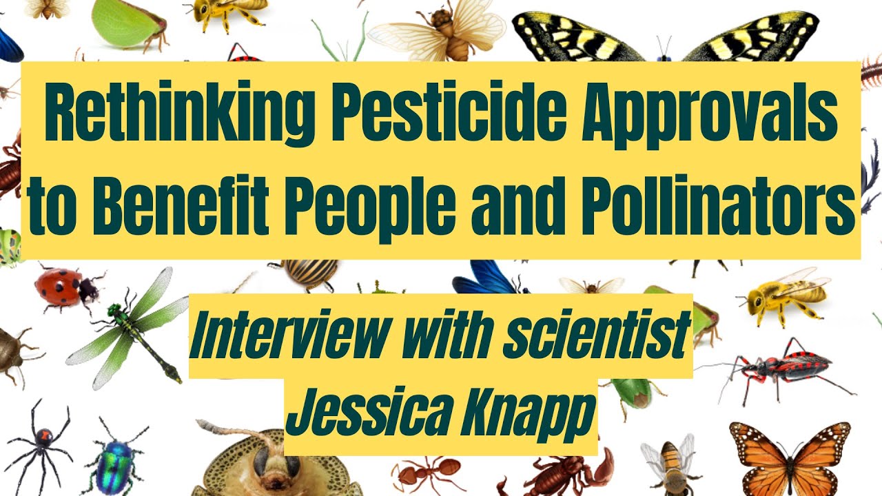 Rethinking Pesticide Approvals to Benefit People and Pollinators - Interview with Jessica Knapp