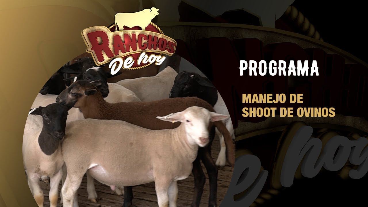 726. Manejo de ovinos sin estrés| Uso del Shoot en ovinos para la clasificar y selección de borregos