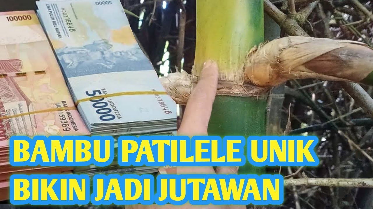 Luar biasa!! Bambu patil lele harga 30 Miliar