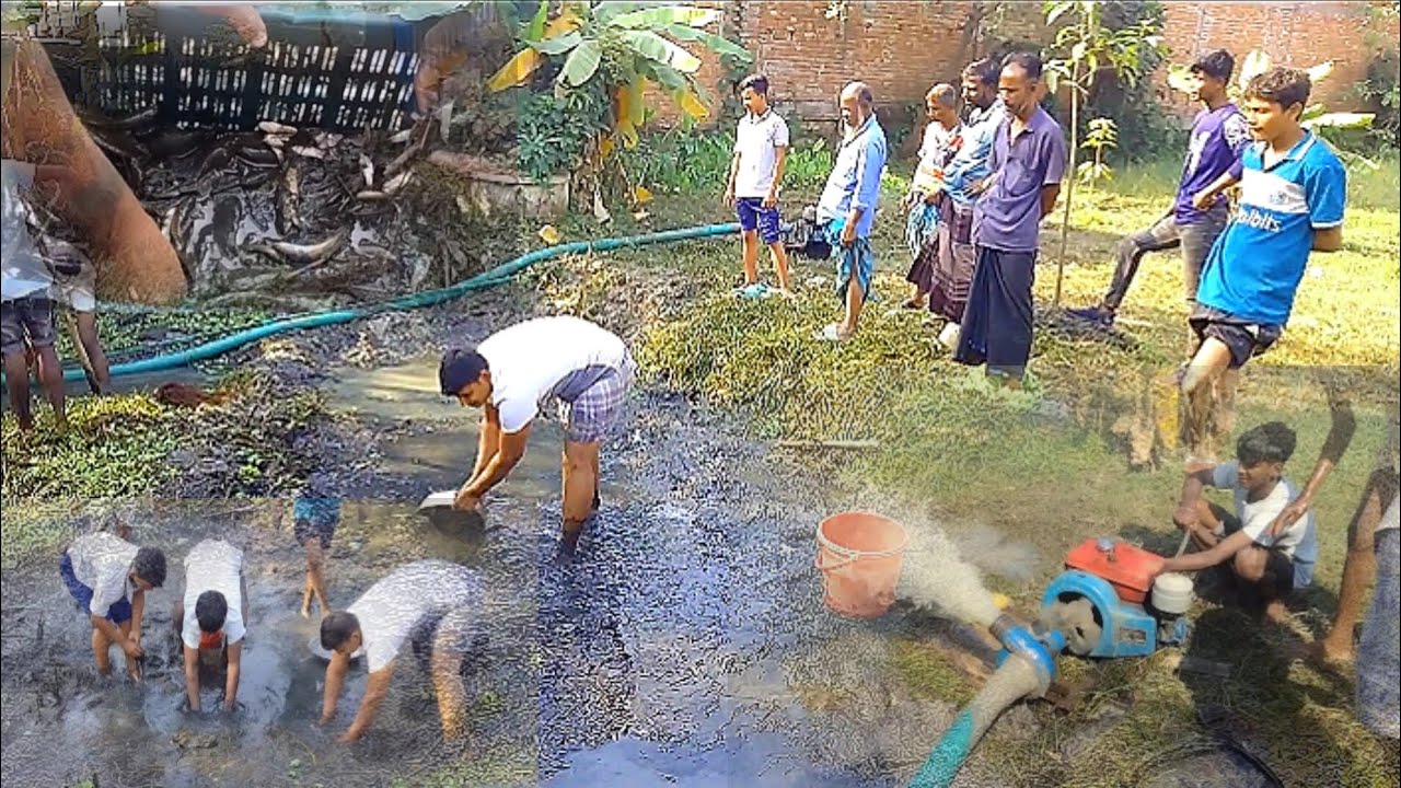 পুকুর শুকিয়ে দেশীয় মাছ ধরেছে |  Bangladesh fishing video