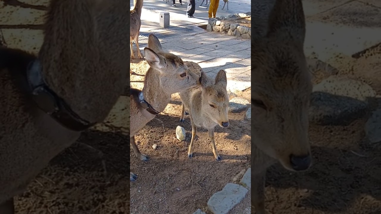 毛づくろいされる鹿さん #25 Deer being groomed #奈良公園 #narapark