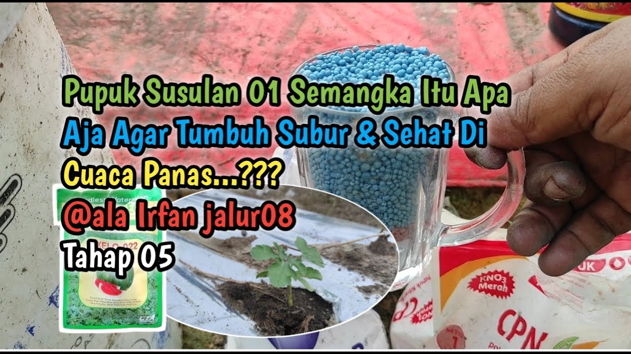Pupuk Susulan 01 Semangka Itu Apa Aja Agar Tumbuh Subur & Sehat Di Cuaca Panas @ala Irfan jalur08