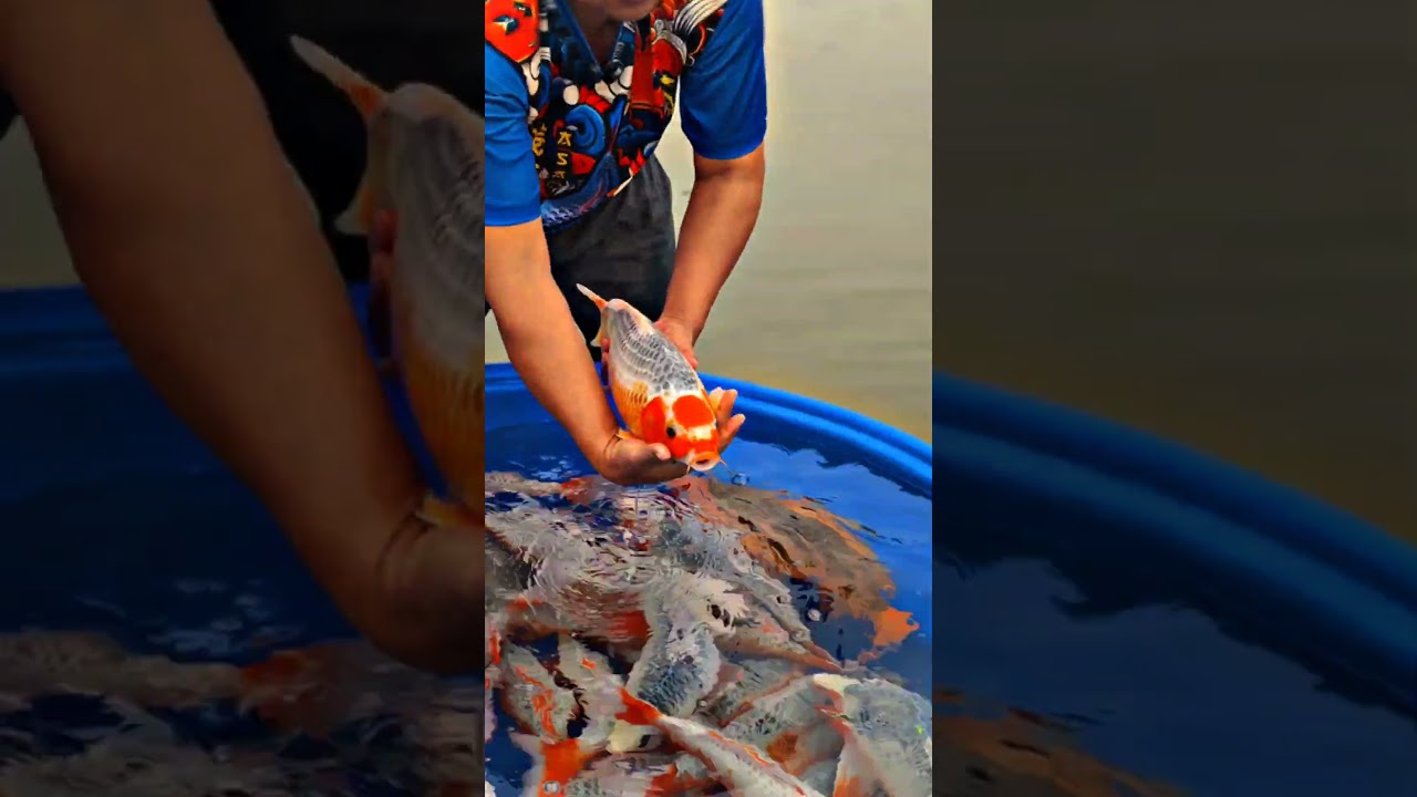 ASAGI SUPER SHOW QUALITY ASTRO BLITAR KOI #ikankoiberkualitas #nishikigoisakai #ikankoi #koi