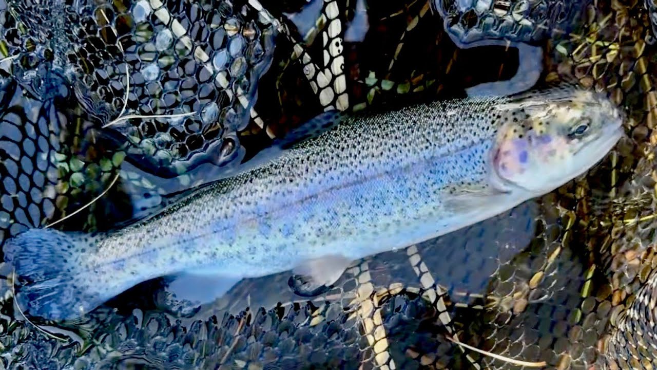 【日本ラインマス釣り場】ここの管釣りに合ってそうなスプーンの紹介