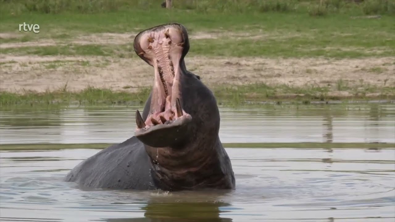 Moremi, el Reino del Hipop&oacute;tamo  |  Documental de Animales 2023 HD
