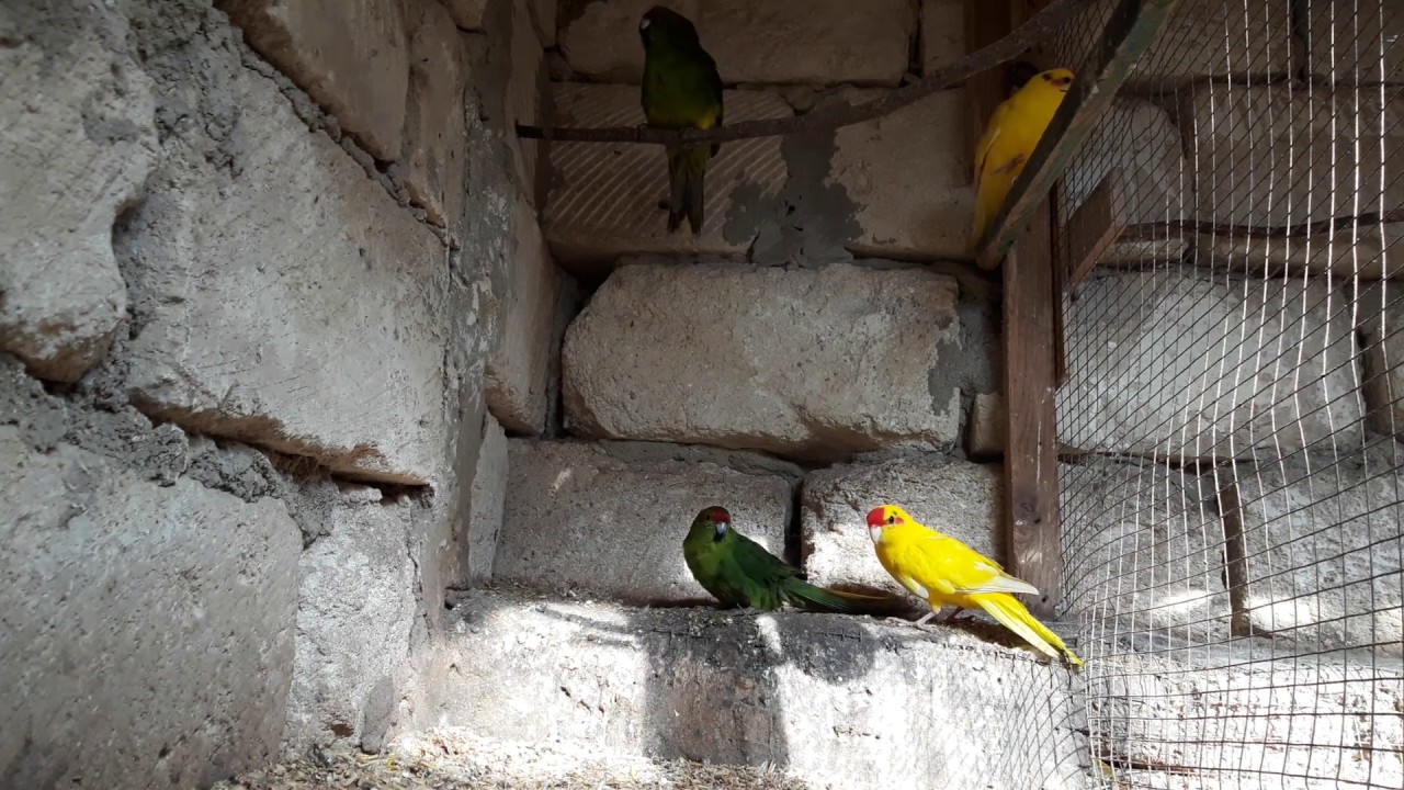 попугай какарик // секреты разведения-2 часть из 3...parrot, kakariki // the secrets of breeding-