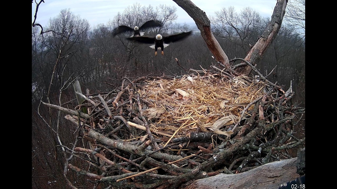 ScreenRecording 02 18 2026 17 31 18 1Hanover,Pa eagles switch it up and perch in the lookout tree .