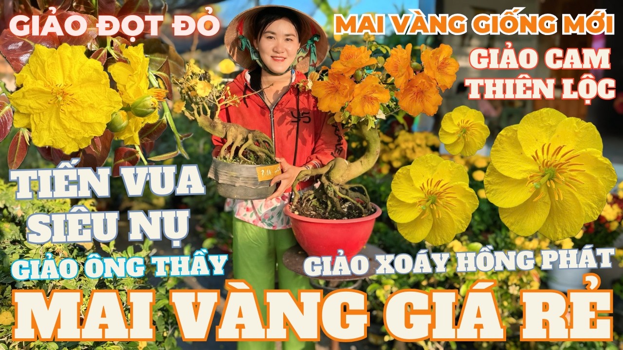 21-02 CHỊ THU Giao Lưu Mai Vàng Giá Rẻ, Giảo Ông Thầy, Gió Tây Ninh, Cam Thiên Lộc • THÀNH TRỌNG LÊ