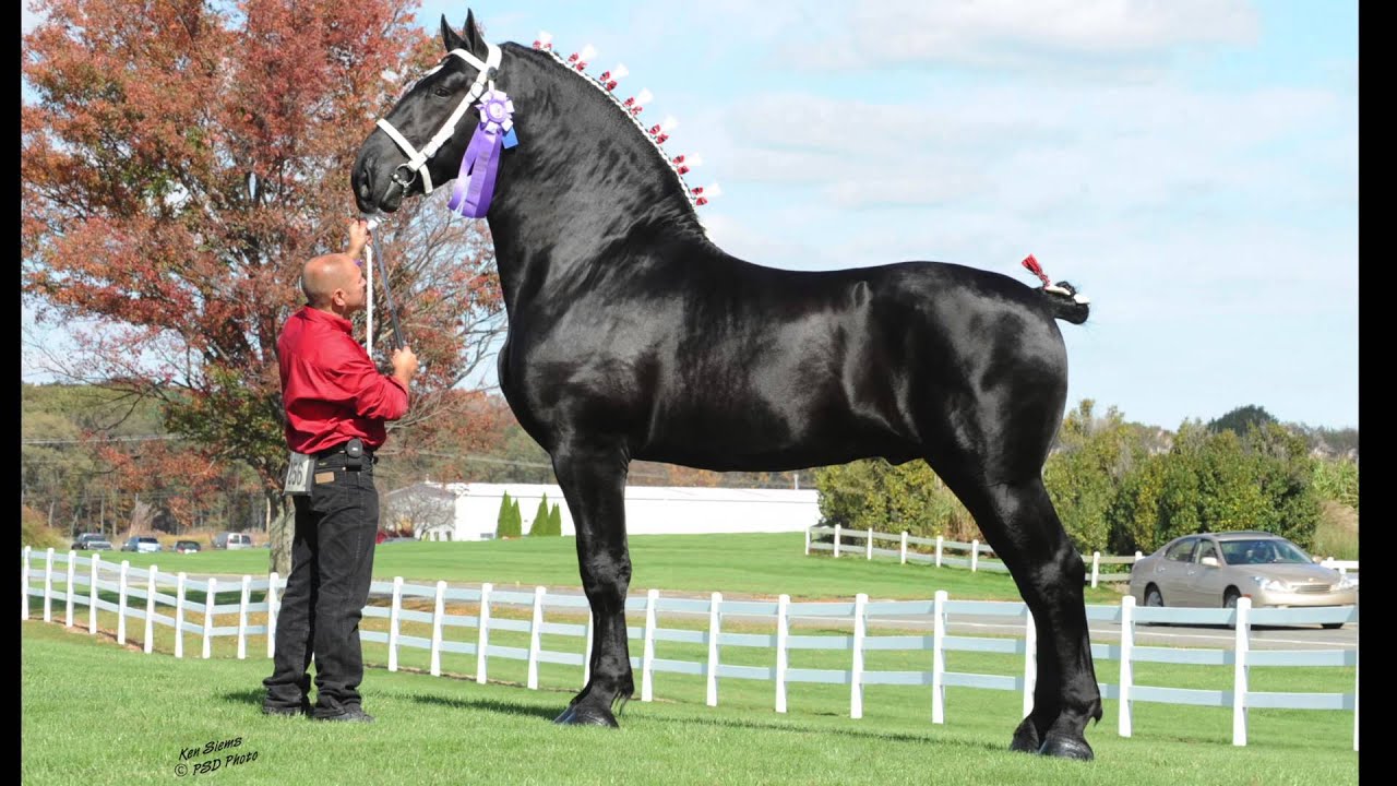 Windermere Farms Percherons Promotional Video