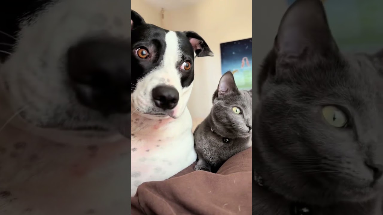 Yes, cats and dogs can be besties.🫶🏻❤️#dog #cat #doglife #calove #bestfriend #foryou #wholesome