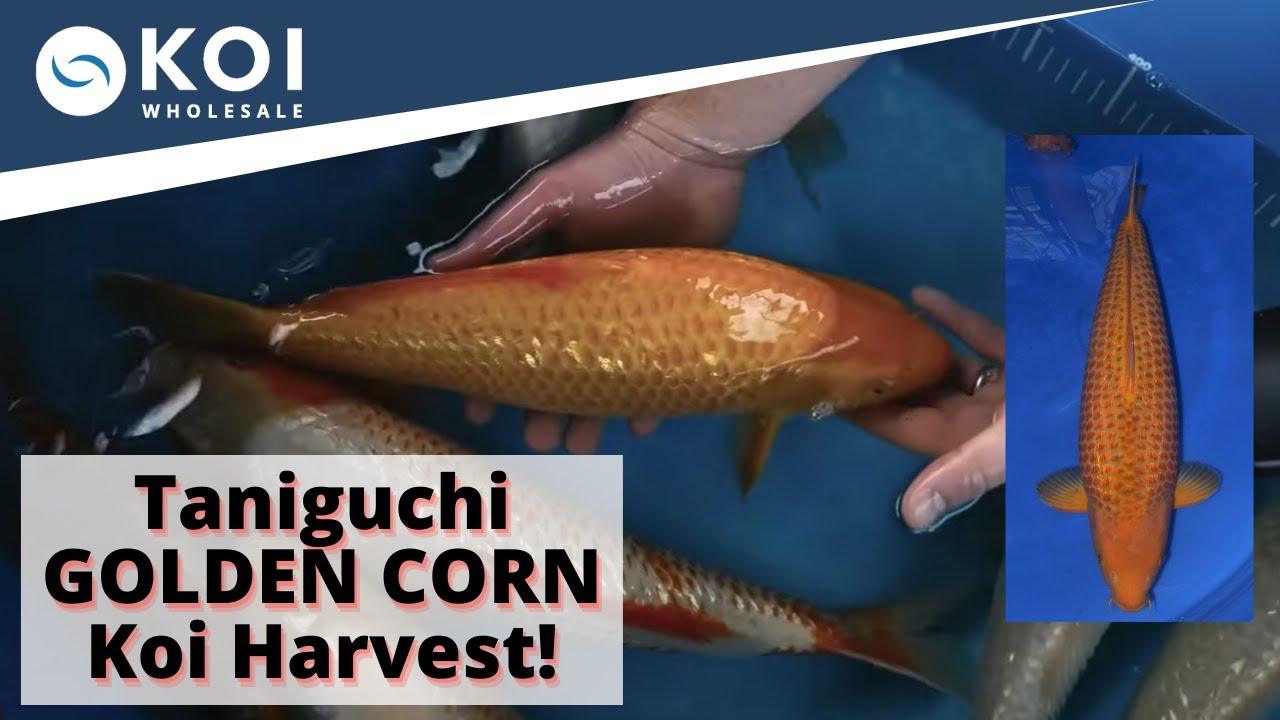 Taniguchi GOLDEN CORN Koi Harvest!