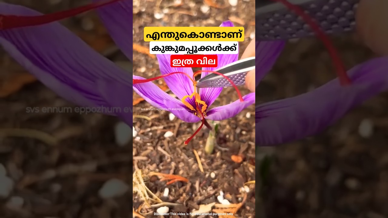 കോടികൾ വിലയുള്ള കുങ്കുമപ്പൂക്കൾ why saffron is expensive malayalam shorts