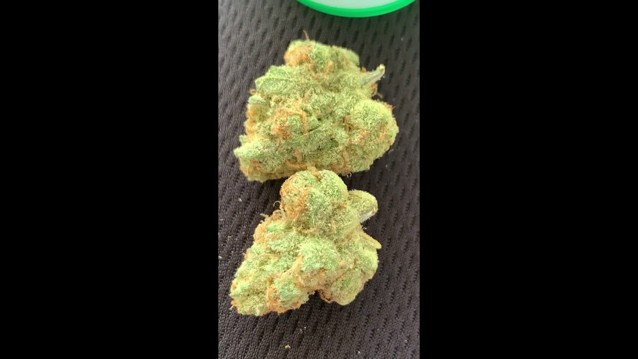 Papaya &ldquo;sativa&rdquo;