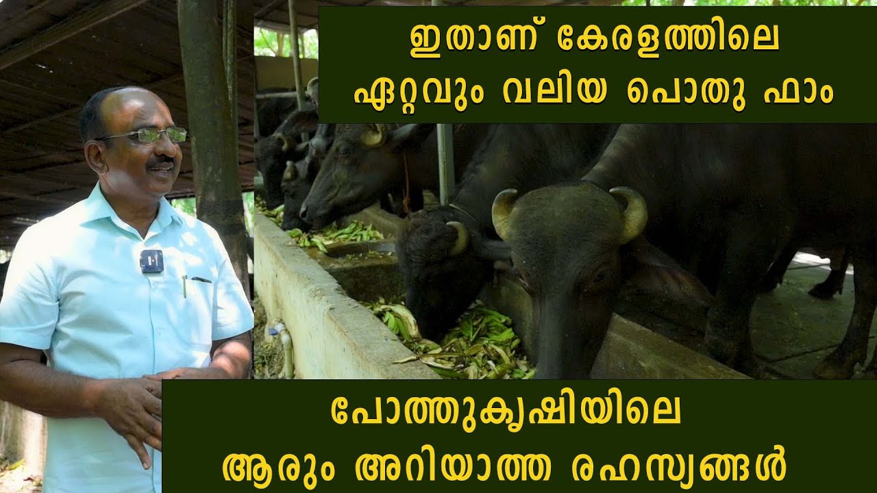ഇതാണ് കേരളത്തിലെ ഏറ്റവും വലിയ പോത്തു  ഫാം #agrownews