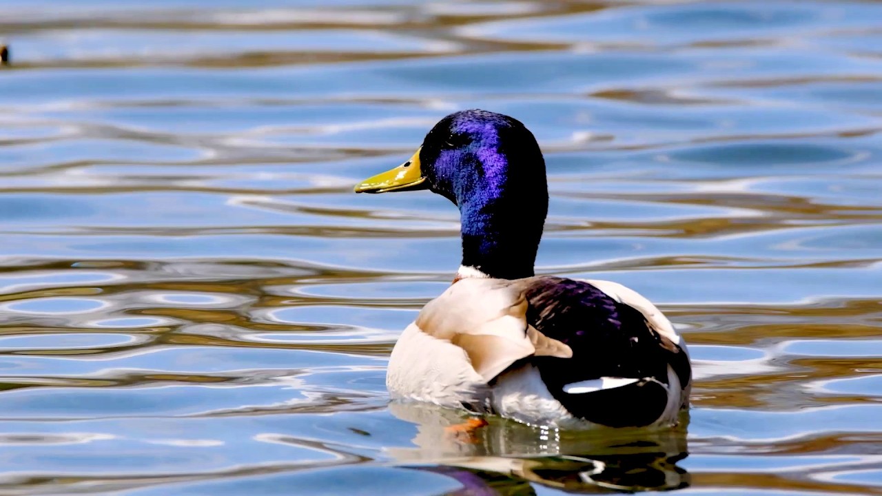 Duck Quacking Sound 🦆 relaxing nature peaceful background noise 12 hours