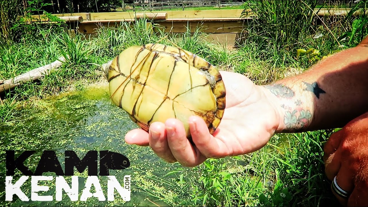 Checkout this SUPER RARE Box Turtle!