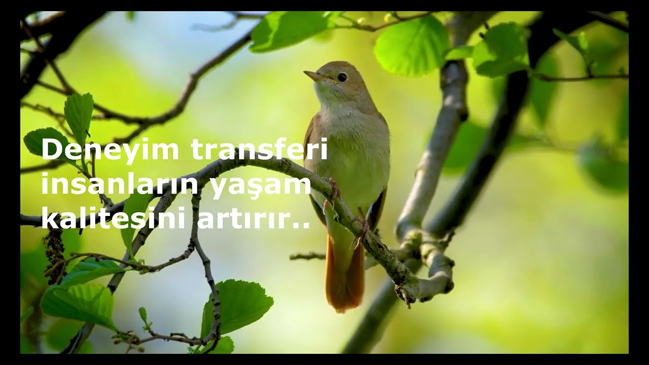 Deneyim Transferi / Deneyimsel Tasarım &Ouml;ğretisi