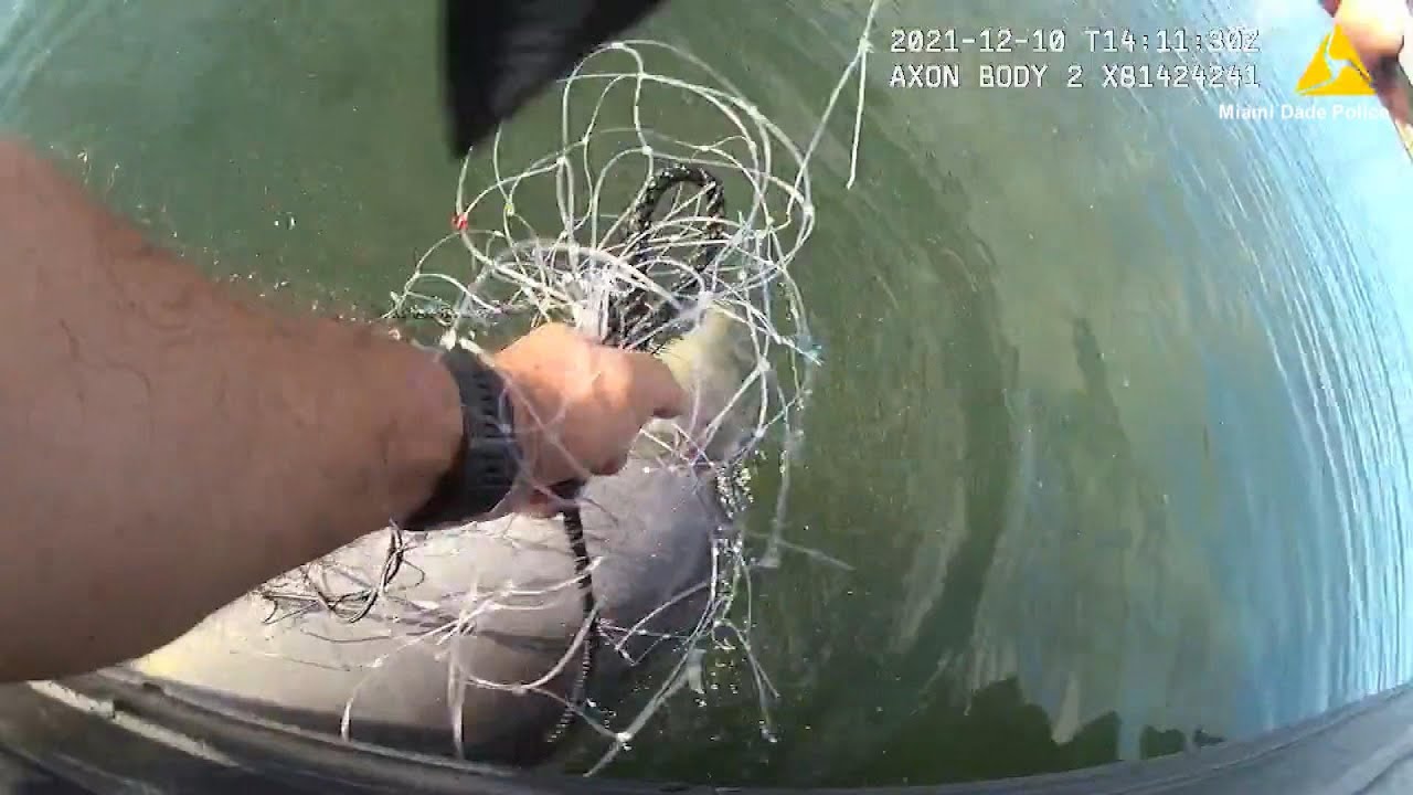 Police Officer Rescues Dolphin Caught in Net in Florida