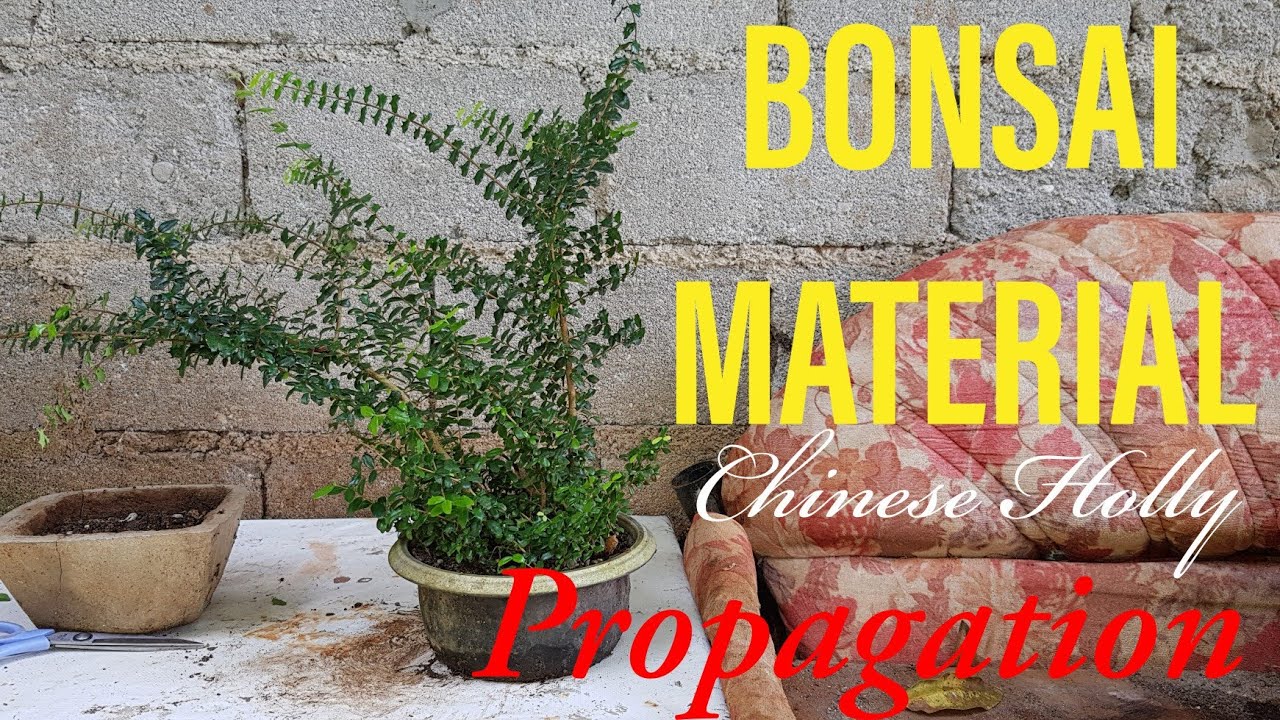 Chinese Holly Bonsai Propagation | It Works!