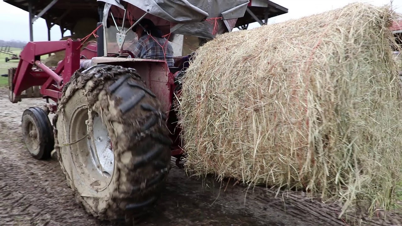 Feeding Hay